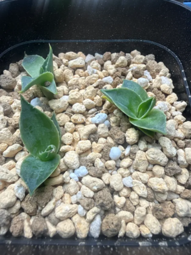 Agave utahensis var. eborispina (アガベ エボリスピナ ヴェガス 2023)