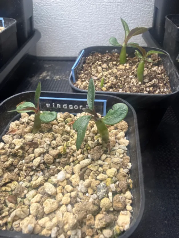 Pachypodium windsorii (パキポディウム ウィンゾリー)
