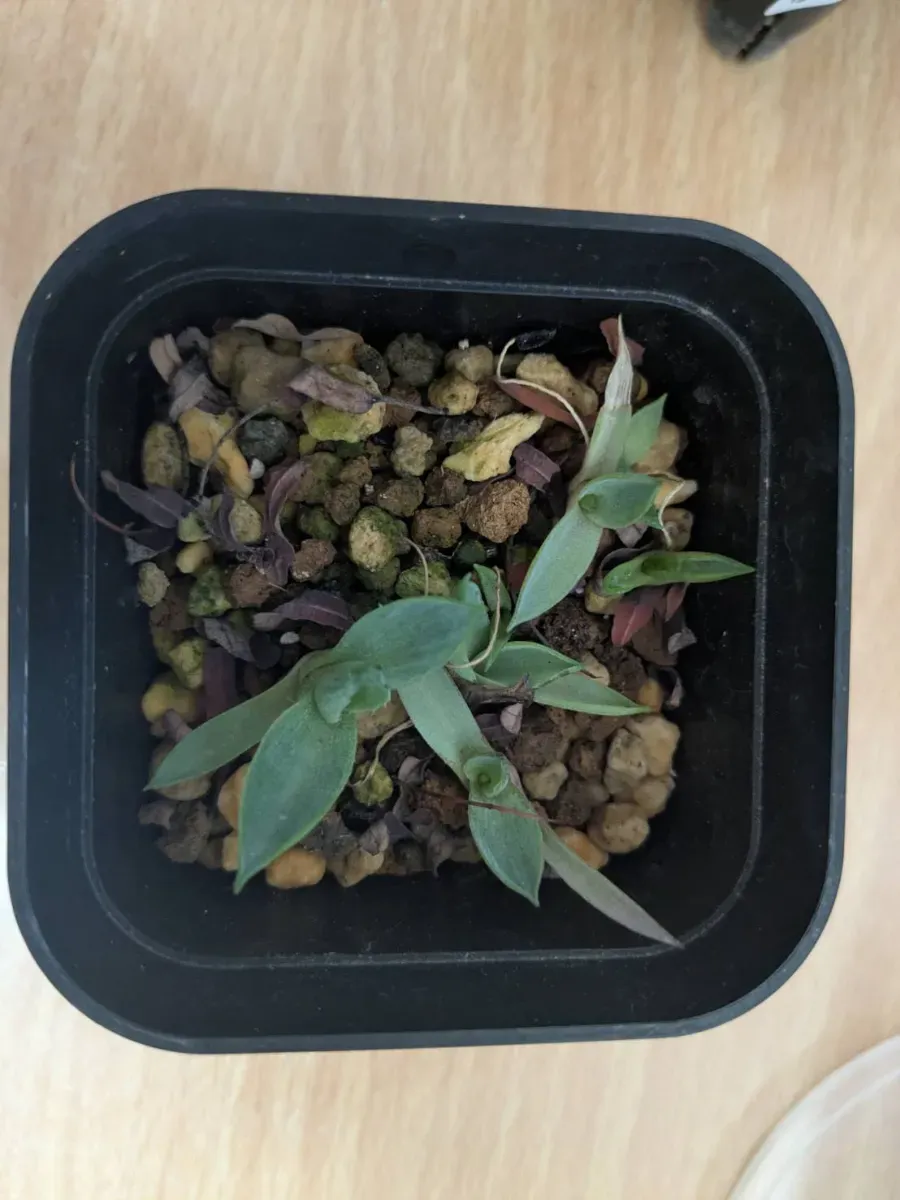 Agave obscura (アガベ オブスキュラ)