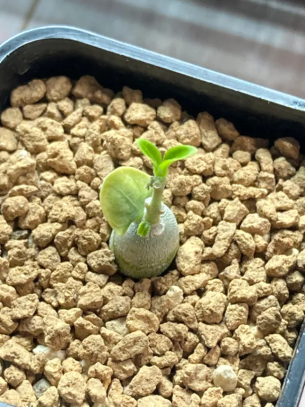 Fockea edulis (フォッケア 火星人)