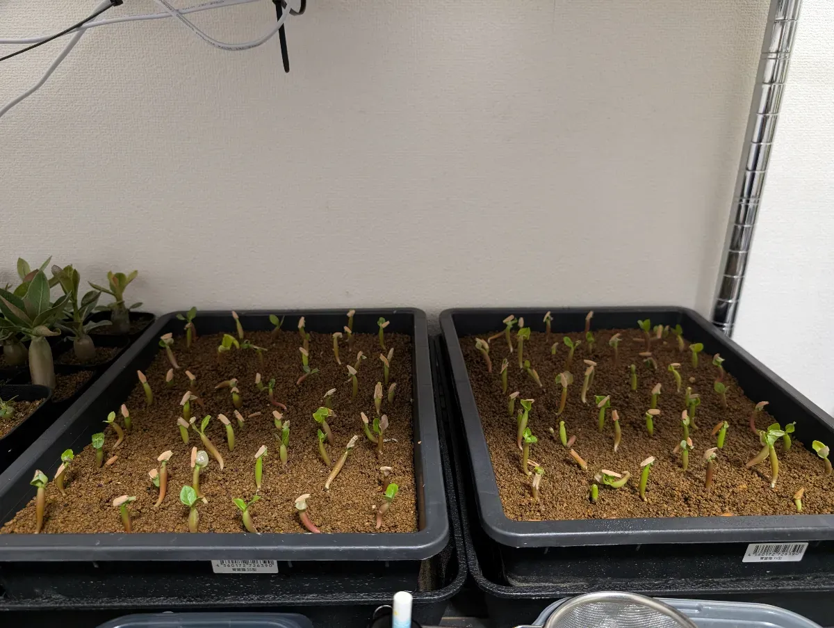 Adenium somalens (アデニウム ソマレンセ)