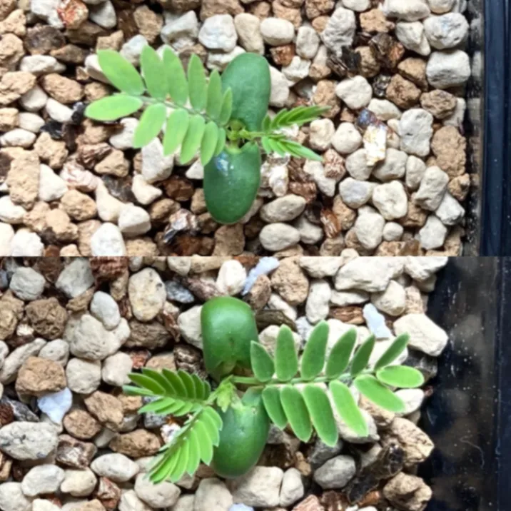 Acacia karroo (アカシア カルー)
