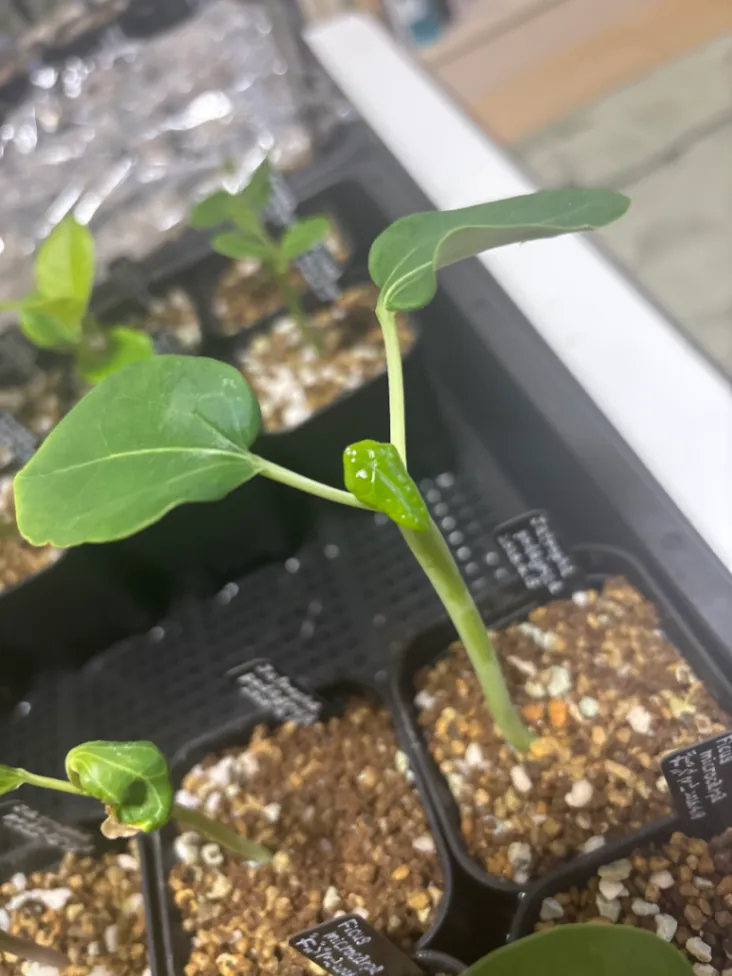 Jatropha podagrica (ヤトロファ ポダグリカ)