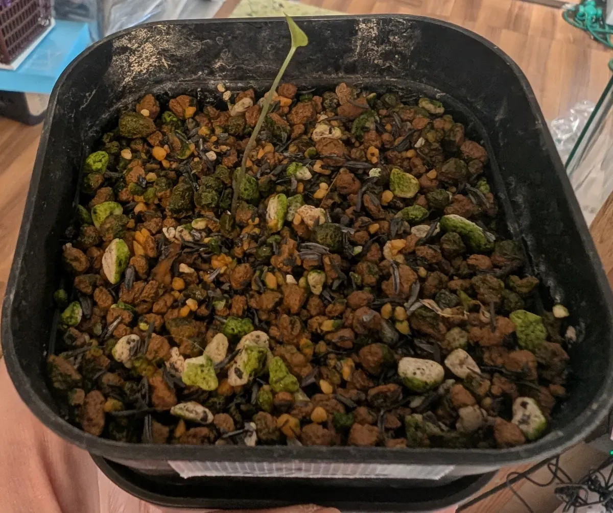 Dioscorea elephantipes (ディオスコレア エレファンティペス)