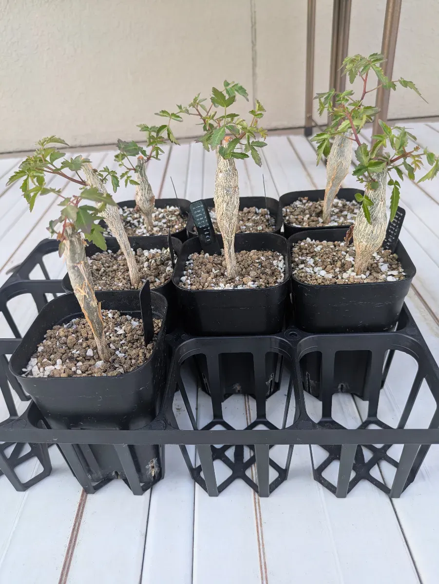 Bursera fagaroides (ブルセラ ファガロイデス)