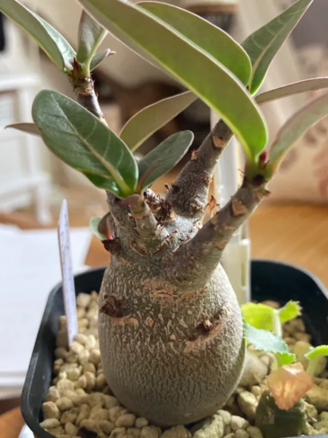 Adenium arabicum Godji (アデニウム アラビカムゴッジ)