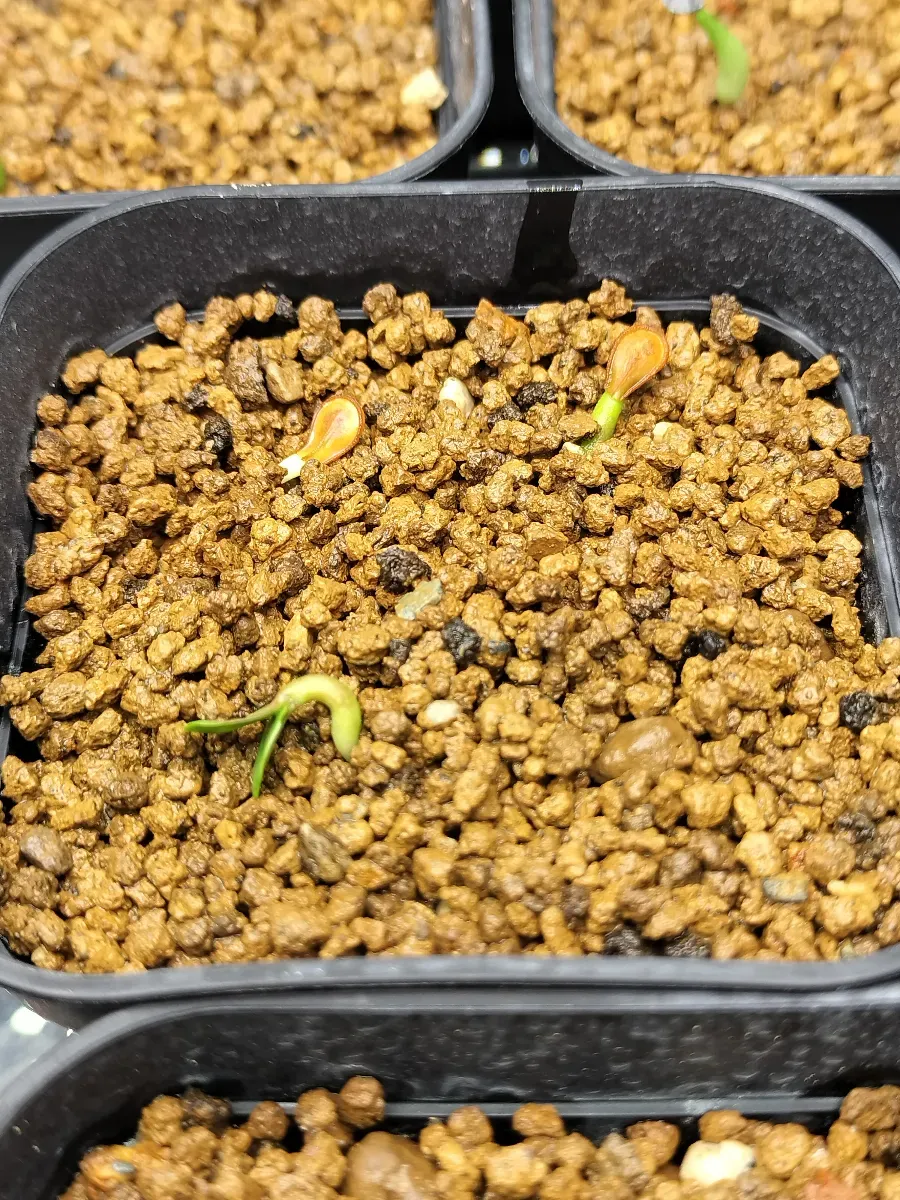 Pachypodium windsorii (パキポディウム ウィンゾリー)
