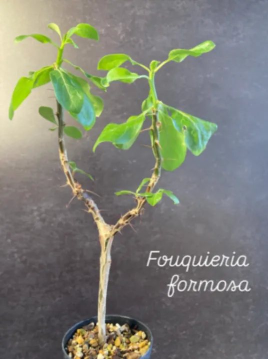 Fouquieria formosa (フォークイエリア フォルモサ)