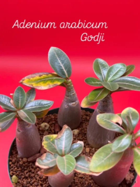 Adenium arabicum Godji Original (アデニウム ゴッジオリジナル)