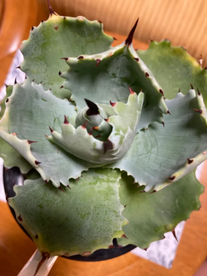 Agave isthmensis (アガベ イシスメンシス)