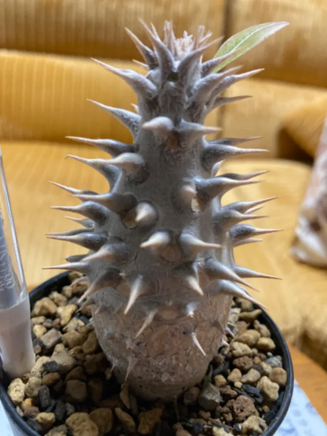 Pachypodium rosulatum ssp. rosulatum (パキポディウム ロスラーツム)
