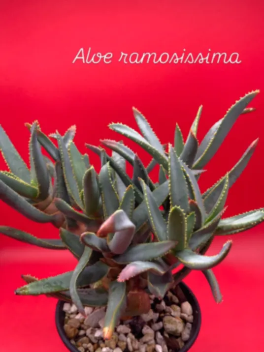 Aloe ramosissima (アロエ ラモシシマ)