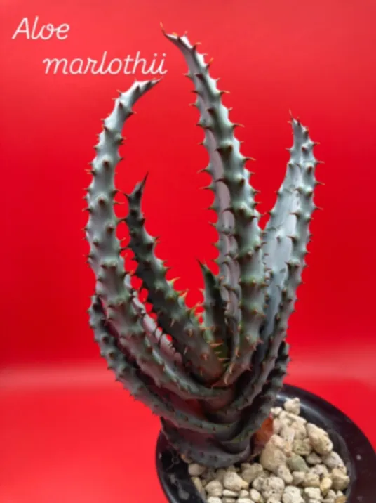 Aloe marlothii ssp. marlothii (アロエ マルロシー)