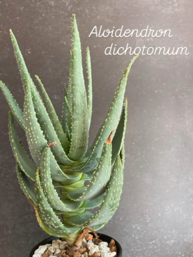 Aloe dichotoma (アロエ ディコトマ)
