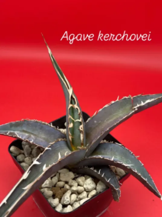 Agave kerchovei (アガベ ケルチョベイ)