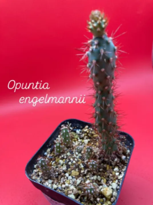 Opuntia engelmannii var. linguiformis (オプンティア リングイフォルミス)