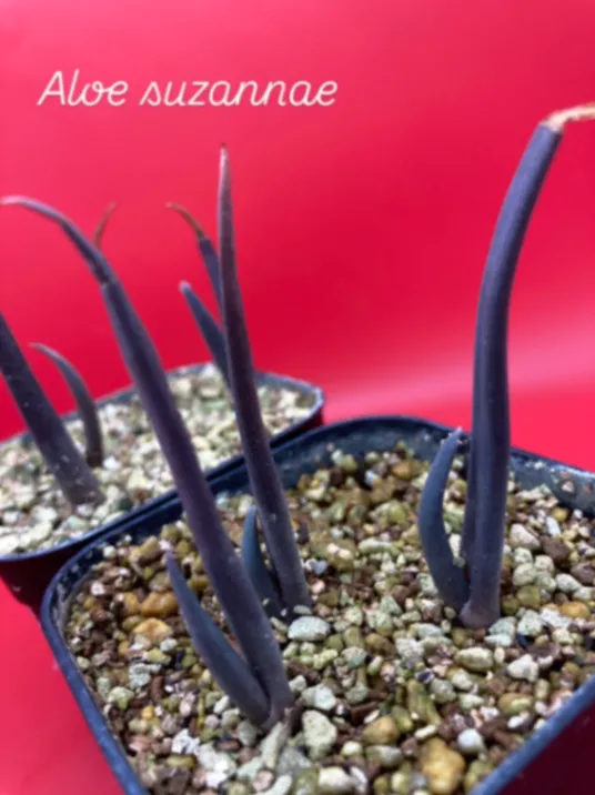 Aloe suzannae (アロエ スザンナエ)