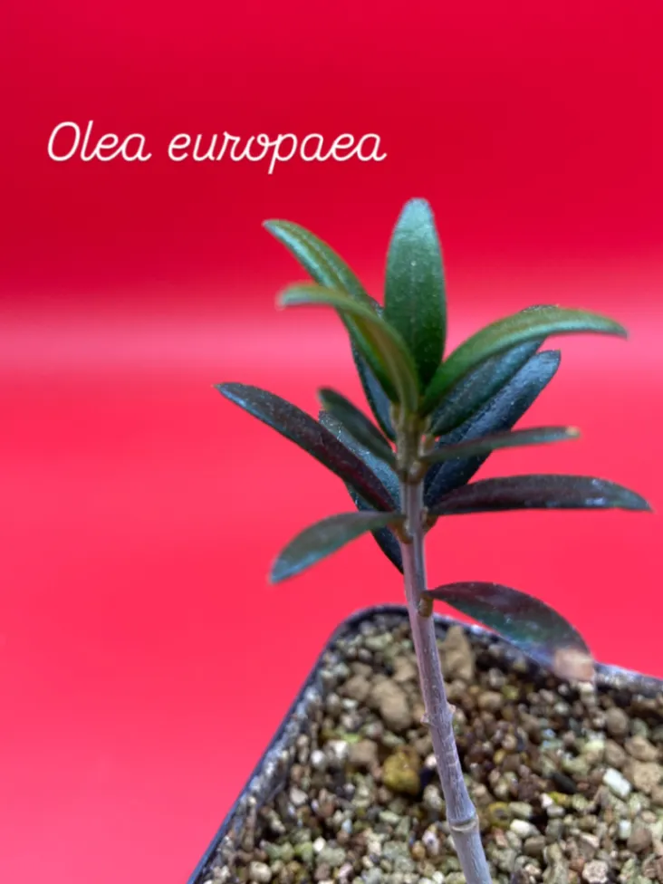 Olea europaea (オリーブ ユーロピア)