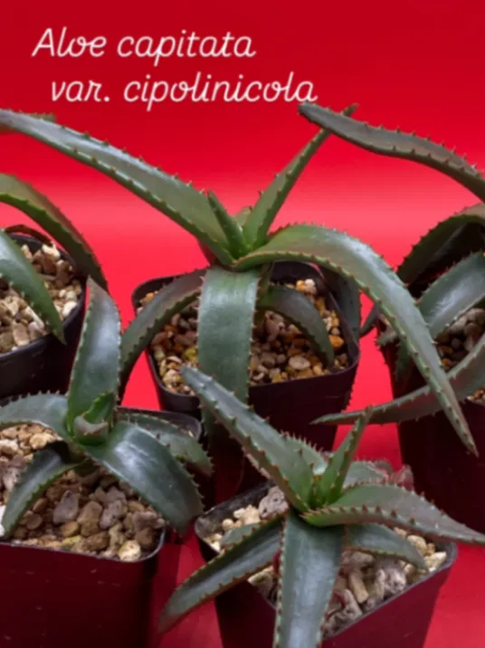 Aloe cipolinicola (アロエ キポリニコラ)