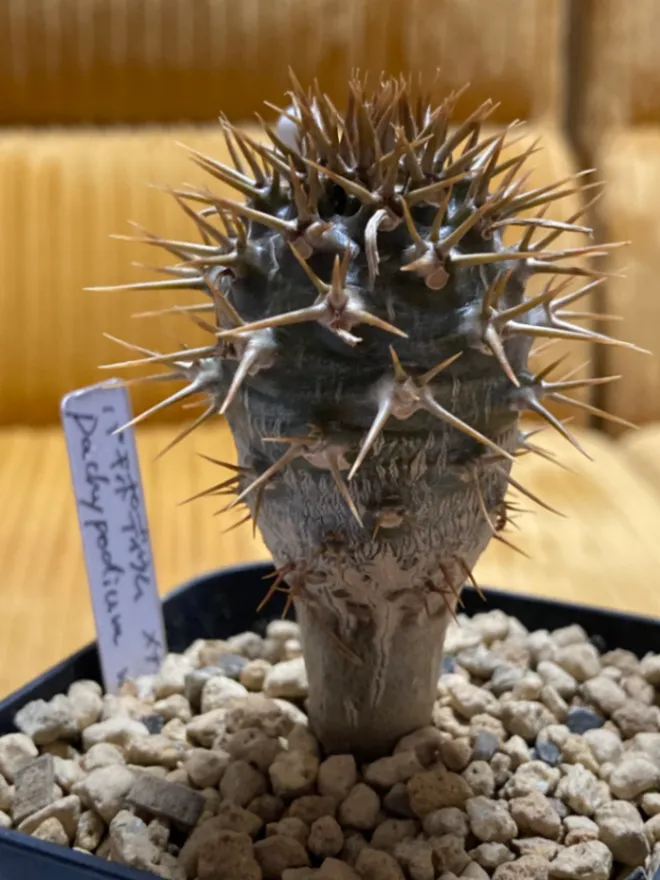 Pachypodium menabeum (パキポディウム メナベウム)