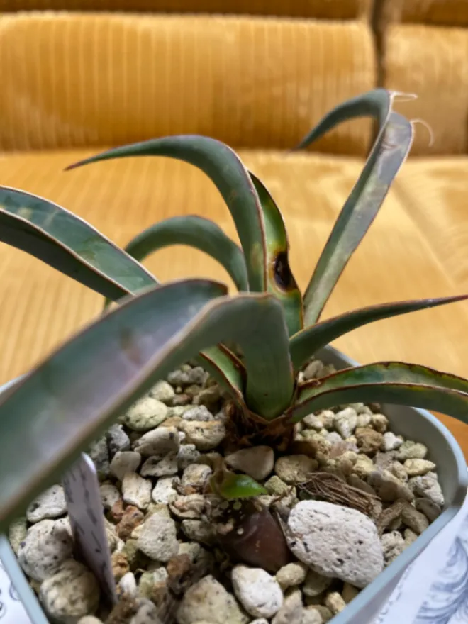 Yucca baccata var. baccata (ユッカ バッカタ)