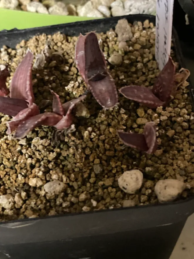 Aloe rupestris (アロエ ラペストリス)