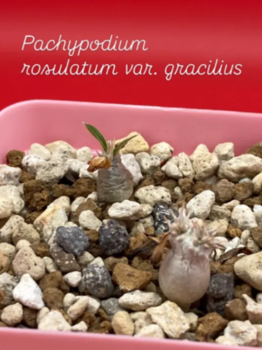 Pachypodium rosulatum var. gracilius ([無料種子] 発芽難 パキポディウム グラキリス　)
