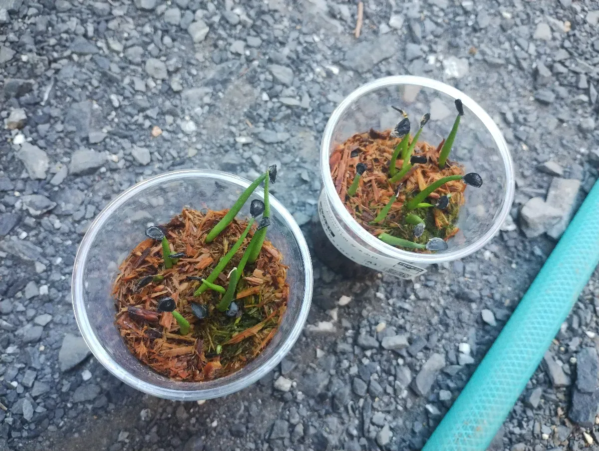 Agave parryi ssp. parryi ([少量追加:タネの日プレゼント] アガベ パリー)