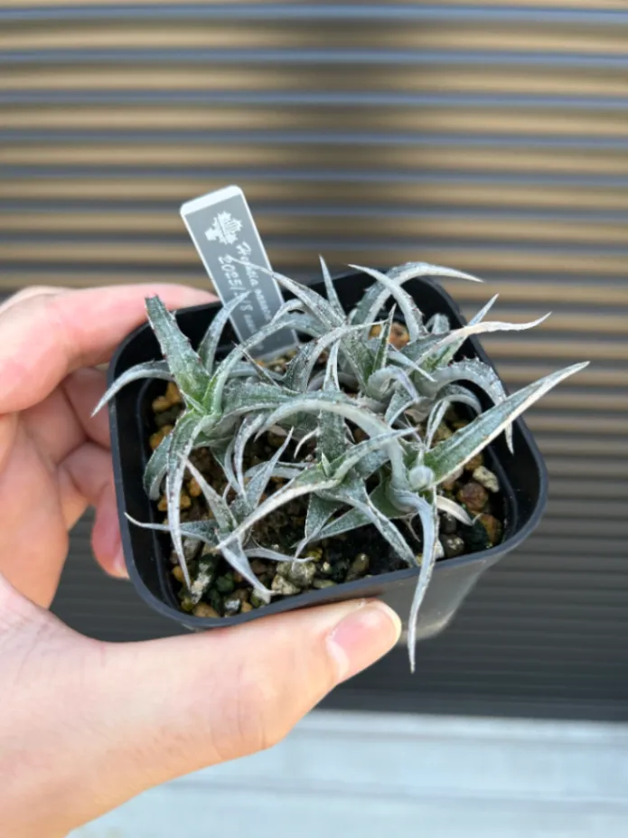 Hechtia oaxacana (ヘクチア オアハカーナ)