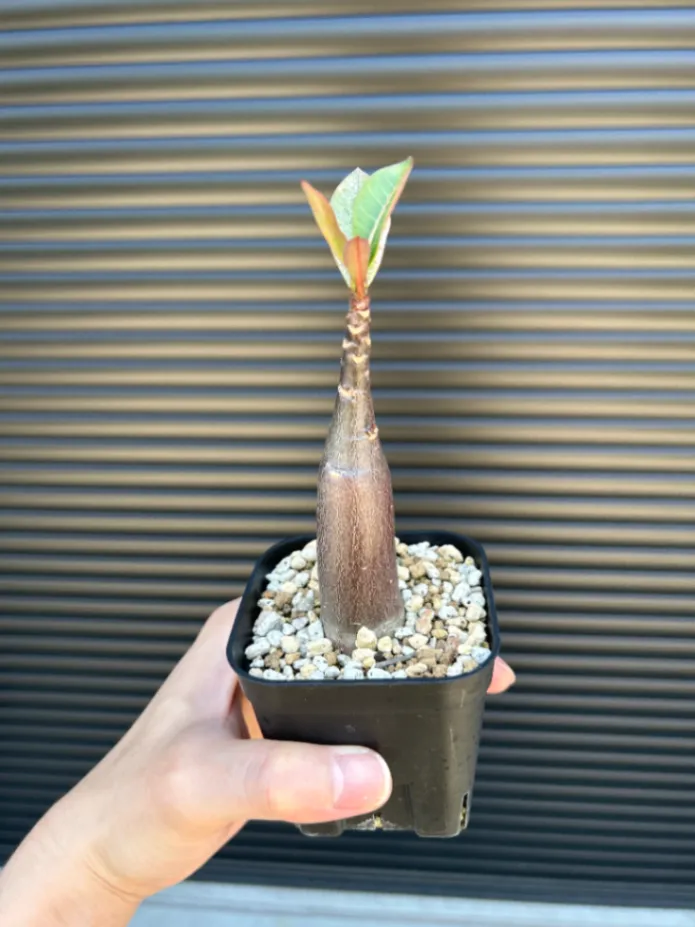 PNW Adenium arabicum phet na wang (アデニウム アラビカム)