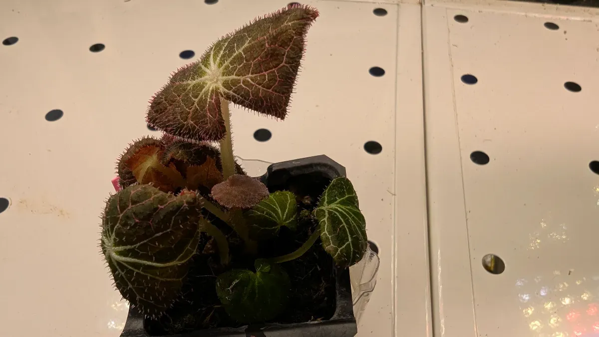 Begonia fulgurata (ベゴニア フルグラータ)