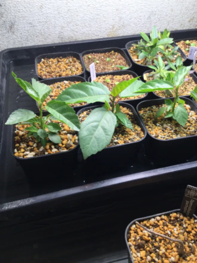 Ficus ingens (フィカス インジェンス)