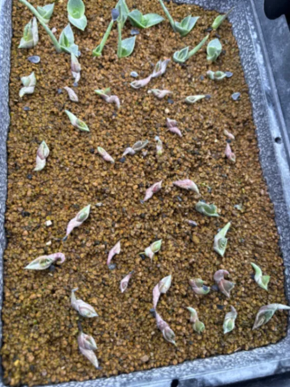 アガベ オテロイ Agave oteroi Lot.2025L