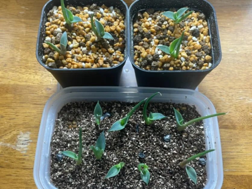 Agave parryi var. truncata (アガベ パリー トランカータ)