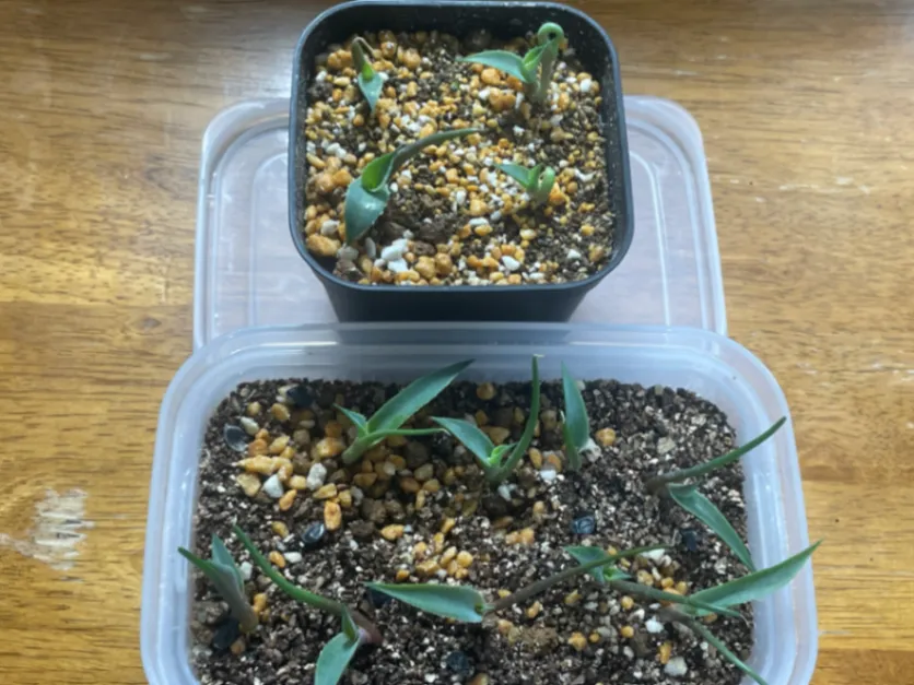 Agave potatorum (アガベ ポタトラム)