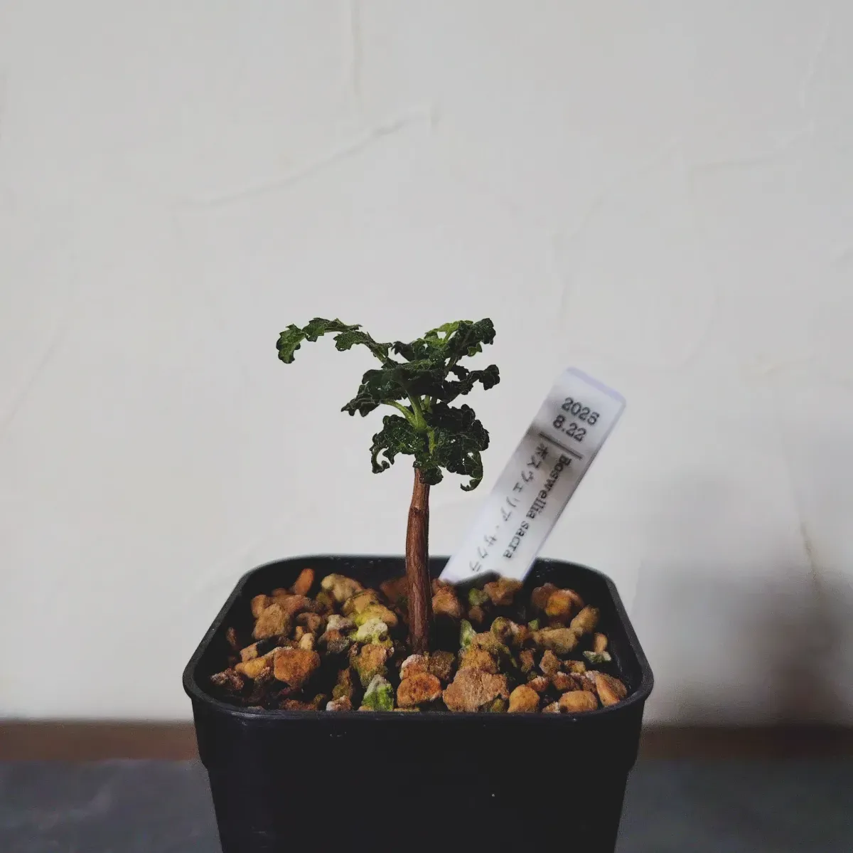 Boswellia sacra (ボスウェリア サクラ)