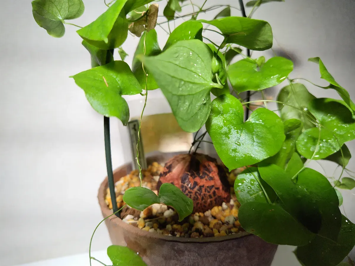 Dioscorea elephantipes (ディオスコレア エレファンティペス)