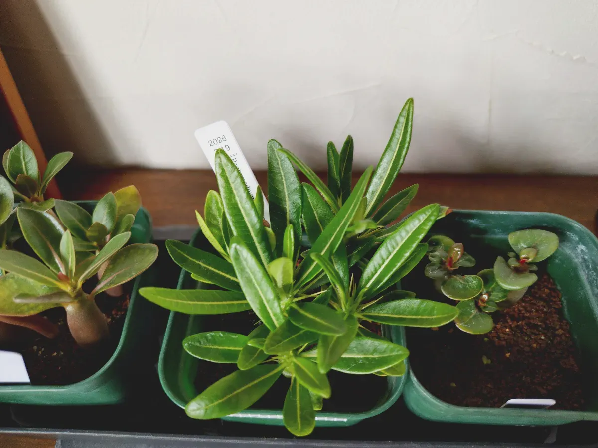 Pachypodium ambongense (パキポディウム アンボンゲンセ)