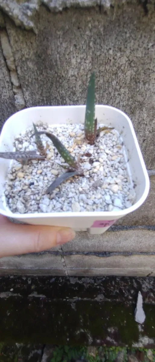 Aloe chabaudii (アロエ チャバウディー)