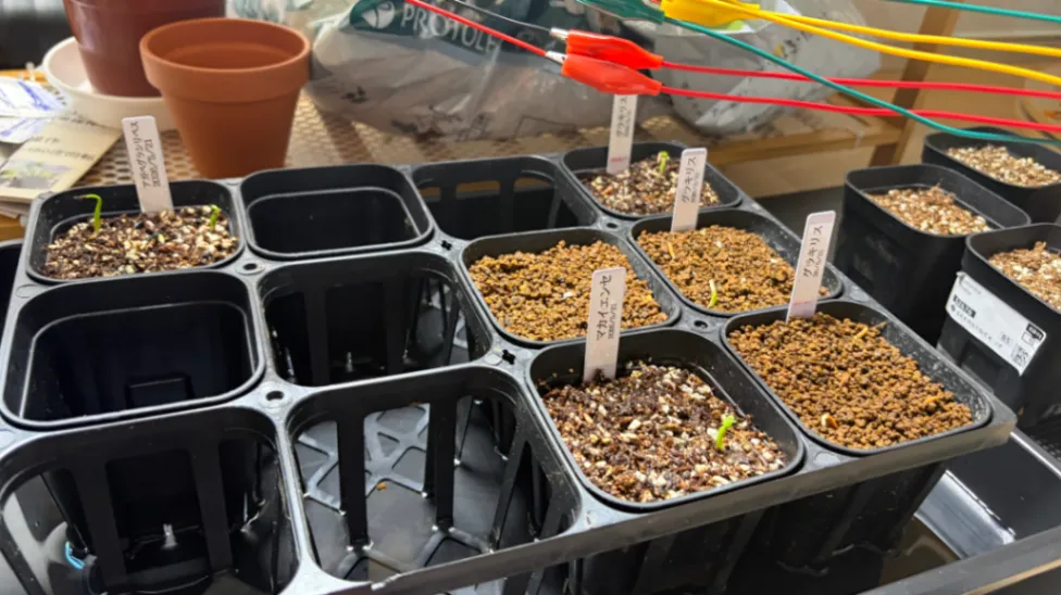 [プレゼント種子] パキポディウム マカイエンセ Pachypodium rosulatum var. makayense Lot. FREE