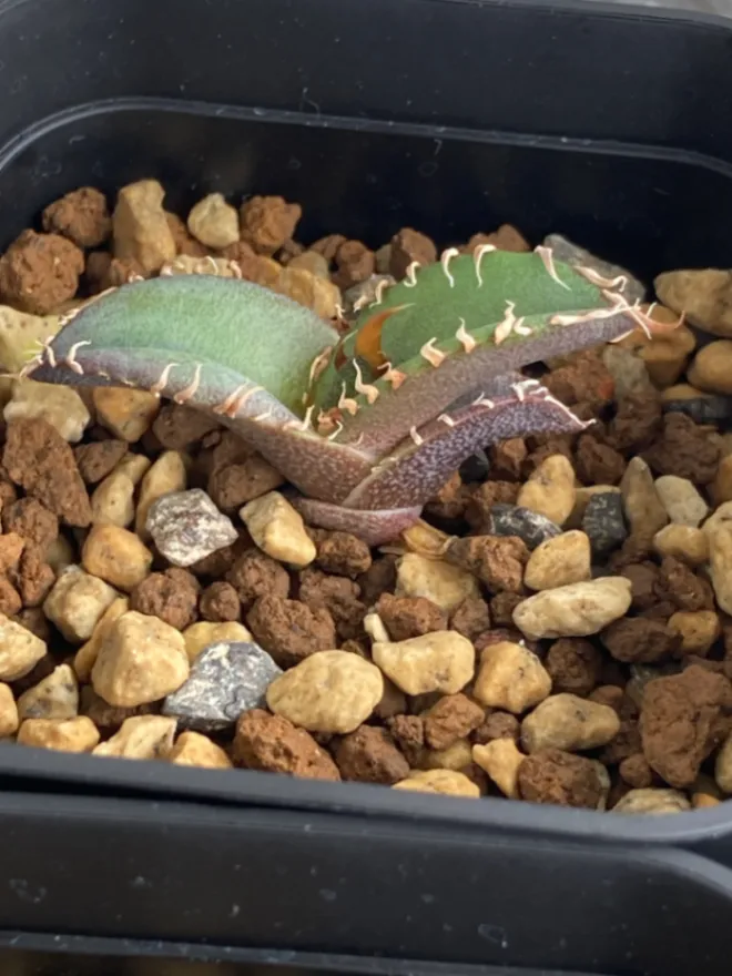 Agave oteroi Lot. (アガベ オテロイ)