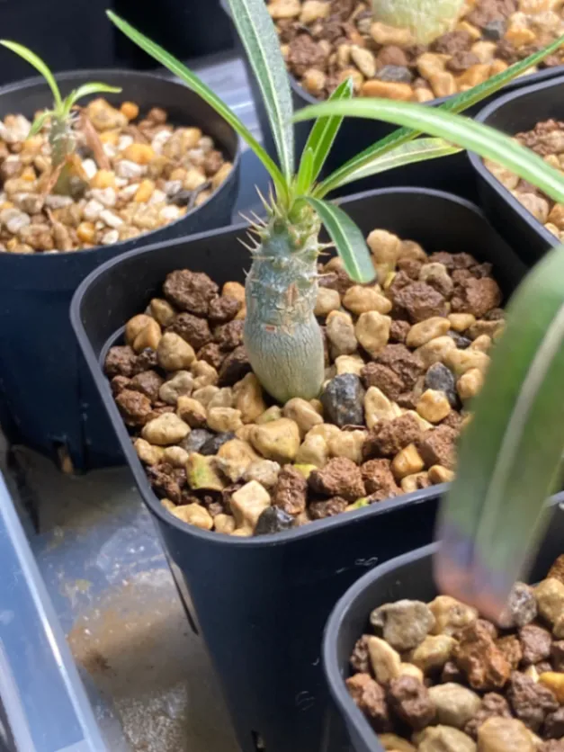 Pachypodium rosulatum ssp. cactipes (パキポディウム カクチペス)