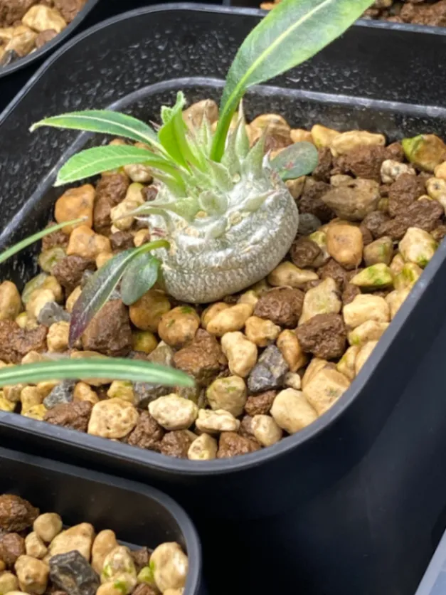 Pachypodium densiflorum var. densiflorum (パキポディウム デンシフローラム)