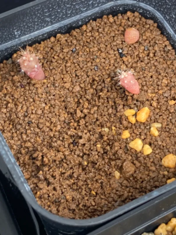Ferocactus robustus (フェロカクタス ロブスタス)