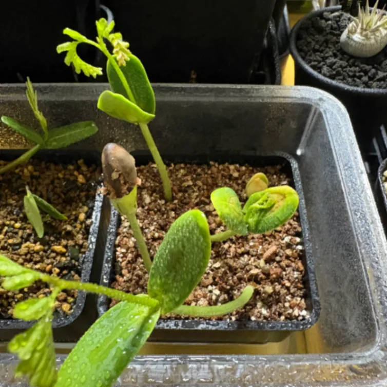 Delonix pumila (デロニクス プミラ)