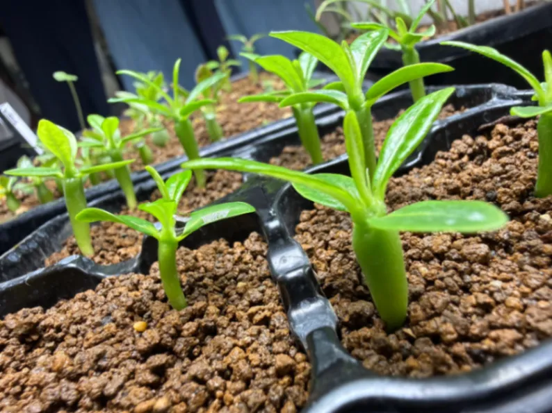 Pachypodium ambongense (パキポディウム アンボンゲンセ)