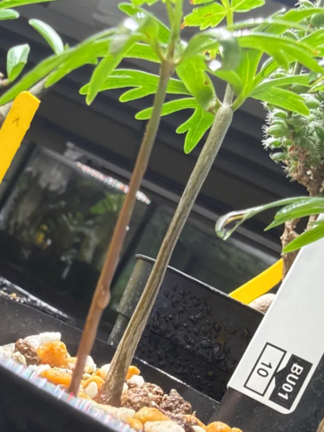 Bursera fagaroides (ブルセラ ファガロイデス)