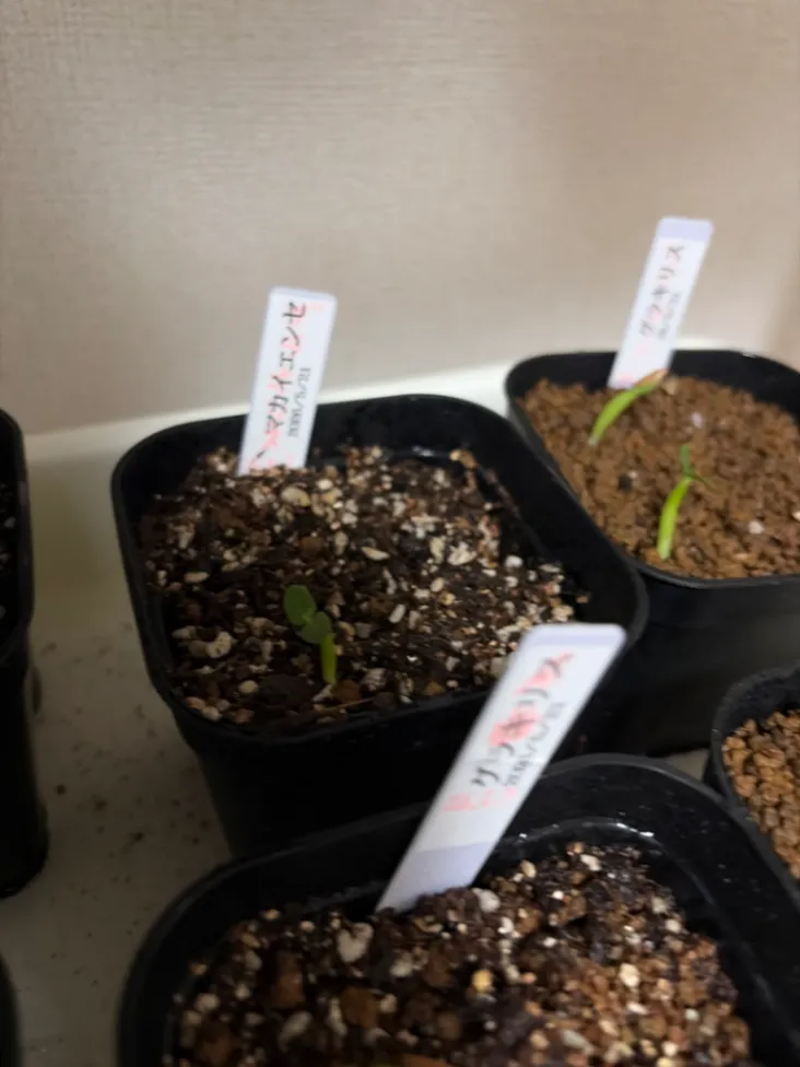 [プレゼント種子] パキポディウム マカイエンセ Pachypodium rosulatum var. makayense Lot. FREE