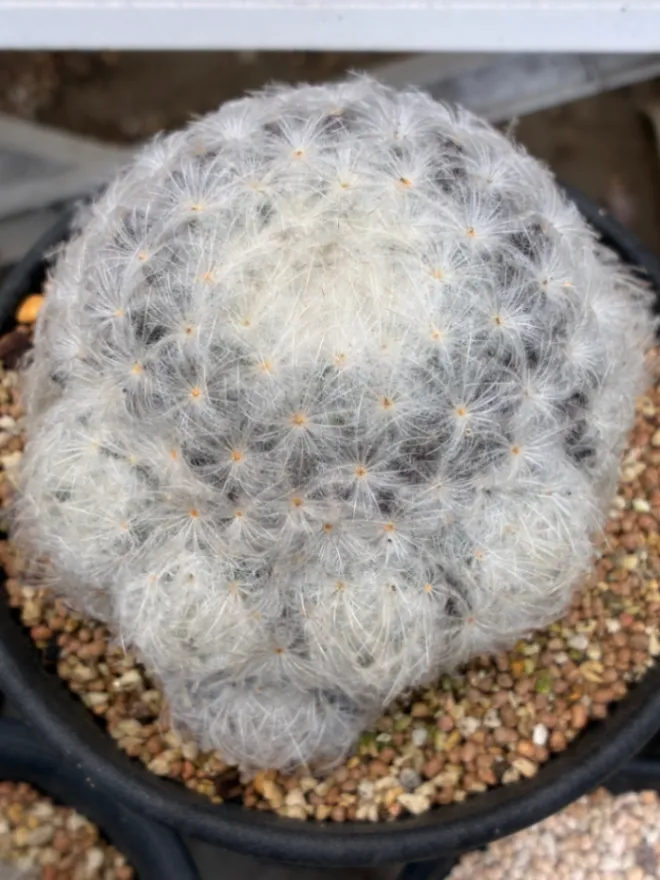 Mammillaria plumosa (マミラリア プルモサ 白星)