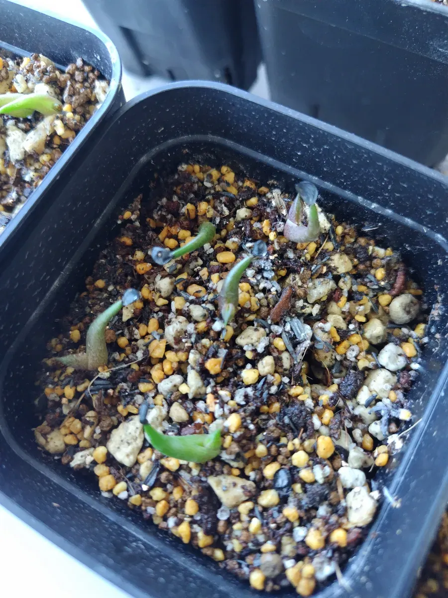 Agave titanota Blue (アガベ チタノタブルー)